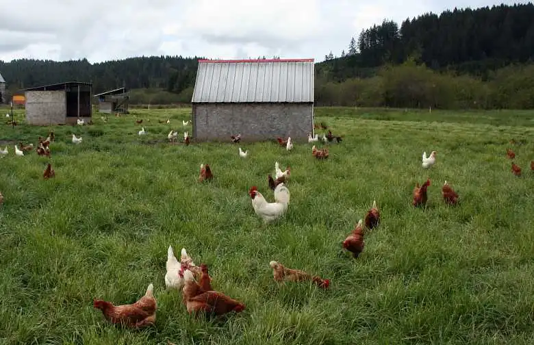 Sunny Valley Organic Farm