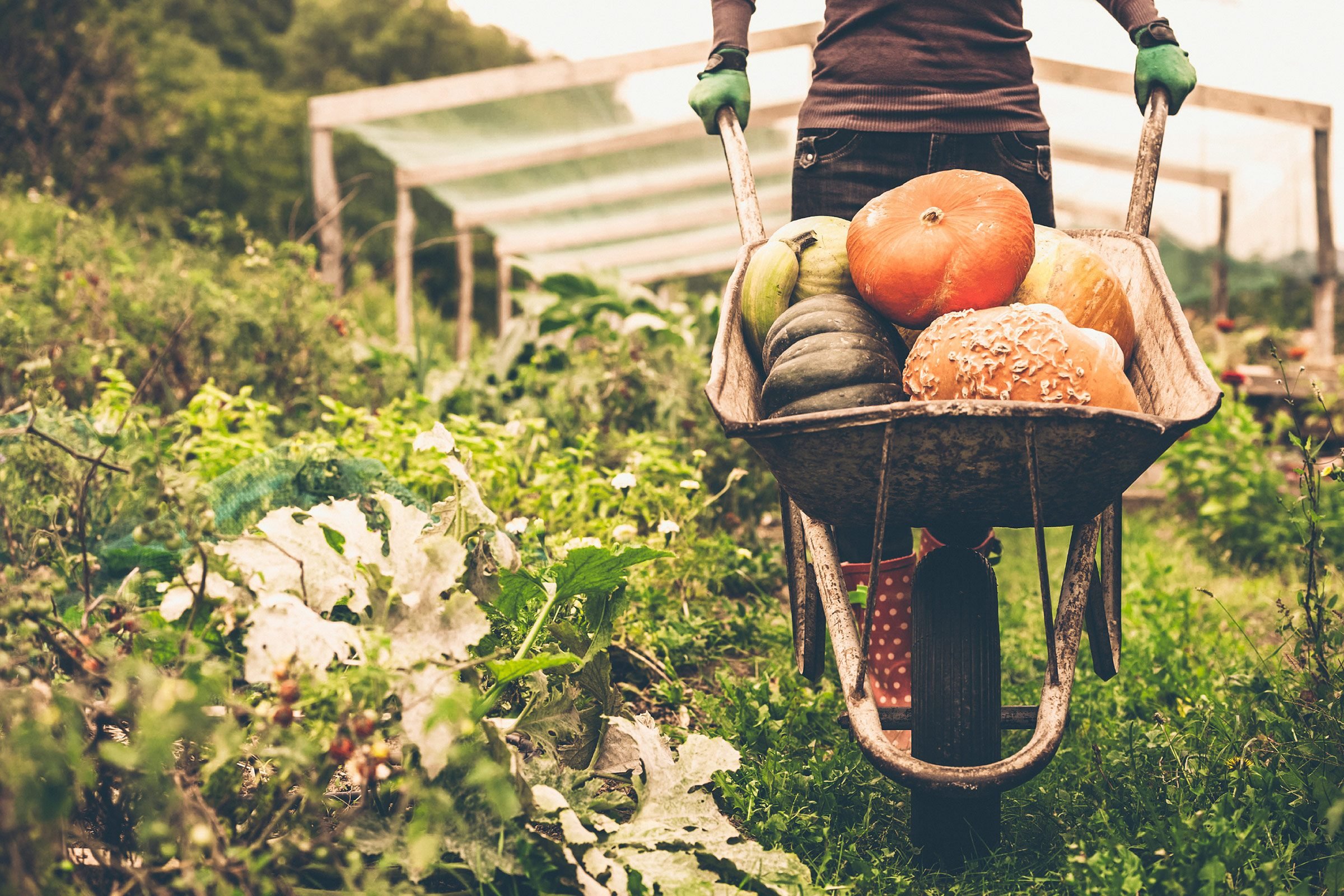 Mountain View Farms